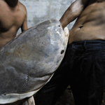 Two fishermen carry the head of a critically endangered Mekong Giant Catfish weighing around 44 kg.