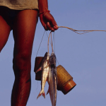 Fish and sticky rice are common food for the Laos people in the Khone Falls area.
