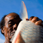 A Lao fisherman harvests fish from the Mekong River in Khone Falls.