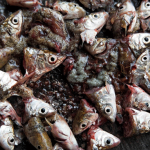 Heads of Siamese mud carp, which will be fed to ducks while the bodies will be eaten as a meal by a Lao family.