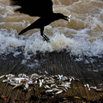 A crow steals fish from a “Li” fish trap. For centuries, fishermen and crows have been enemies as crows like this easy food.