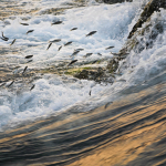 Siamese mud carp try to pass the rapids of Khone Falls during their migration season in January.