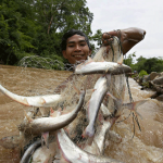 A fisherman shows the catfish he has caught using 50-meter “fence” fishing gear that guides the fish into a huge basket.