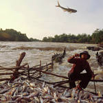 A fisherman throws a catfish to his “Li” during fish migration season in July.