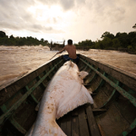 A 150 kg Giant Mekong Catfish caught in the rapids after becoming injured. Fishers believed that selling the fish will bring bad luck so it is given to the village.