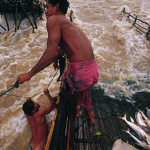 A fisher crosses the strong rapids to his “Li” fishing gear by rope. During the last three years, Giant Mekong Catfish have fallen into his gear every fishing season.