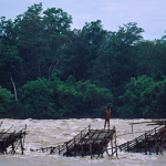A fisherman harvests fish during the Monsoon season using “Li” fishing gear, constructed of wood and bamboo and held in place by rocks.