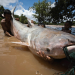 This Mekong Giant Catfish was caught in the Khone Falls’ Hou Sahong channel, where the Don Sahong Dam would be built.