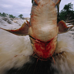 A fisherman pulls a Giant Bagarius fish, caught an hour earlier, across the strong rapids of the Mekong River.