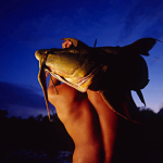 A fisherman carries a 25kg Giant Bagarius fish caught in the Khone Falls area back to his house.