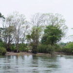 ป่าน้ำท่วมถึงบนเกาะเหนือเชื่อนซำบอพื้นที่ป่าน้ำท่วมถึงทั้งที่อยู่บนดอนหรือเกาะ และสองฝั่งแม่น้ำโขงจำนวนมาก ในเขตอ.ซำบอ จ.กระเจ๊ะ กัมพูชา จะถูกน้ำโขงท่วมสูงในฤดูฝน ป่าเหล่านี้นอกจากจะเป็นพื้นที่อยู่อาศัย ขยายพันธุ์ของสัตว์น้ำในฤดูฝนแล้ว ยังทำหน้าที่ลดความเร็วของกระแสน้ำในแม่น้ำโขง ไม่ให้สร