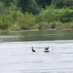 นกนก............. พบได้โดยทั่วไปในแม่น้ำโขง ตามเกาะแก่งในฤดูแล้ง