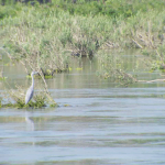 นกนก............. พบได้โดยทั่วไปในแม่น้ำโขง ตามเกาะแก่งในฤดูแล้ง