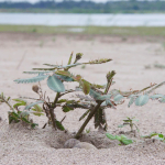 ไข่นกบนหาดทรายบนเกาะในแม่น้ำโขงหาดทรายบนเกาะหรือดอน ในแม่น้ำโขงในฤดูแล้ง นก...... ได้อาศัยวางไข่ การเปลี่ยนแปลงระบบนิเวศจากหาดทรายเป็นอ่างเก็บน้ำของเขื่อนซำบอ จะทำลายวงจรชีวิตของนก...... อย่างรุนแรง