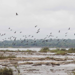 ฝูงนกบนแก่งในน้ำโขงฝูงนกอพยพลงมาตามแม่น้ำโขงทุกปี ได้อาศัยเกาะแก่งที่มีน้ำตื้น เป็นแหล่งหาอาหารที่สำคัญ การสร้างเขื่อนซำบอจะทำลายเกาะแก่งเหล่านี้ และจะส่งผลกระทบเป็นห่วงโซ่ต่อการดำรงอยู่ของฝูงนกอพยพเหล่านี้