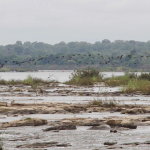 Sambor ,Cambodiaฝูงนกบนแก่งในน้ำโขง