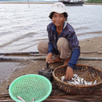 ปลาสร้อยปลาสร้อย เป็นปลาอีกชนิดหนึ่งในแม่น้ำโขงที่อาศัยการอพยพหลายครั้งในรอบปี ชาวบ้านจะได้อาศัยจับปลาสร้อยในช่วงการอพยพเดือนพฤษภาคม เพื่อนำมาทำเป็นปลาร้าสำหรับบริโภคในช่วงการดำนา ซึ่งช่วงการดำนาชาวบ้านจะไม่มีเวลาสำหรับการจับปลา